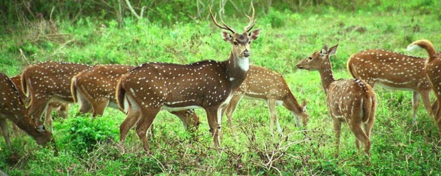 Nanda Devi National Park