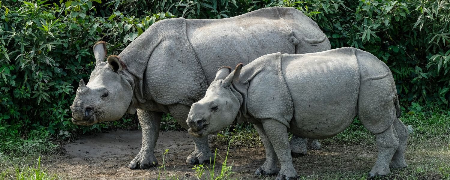 Kaziranga National Park 