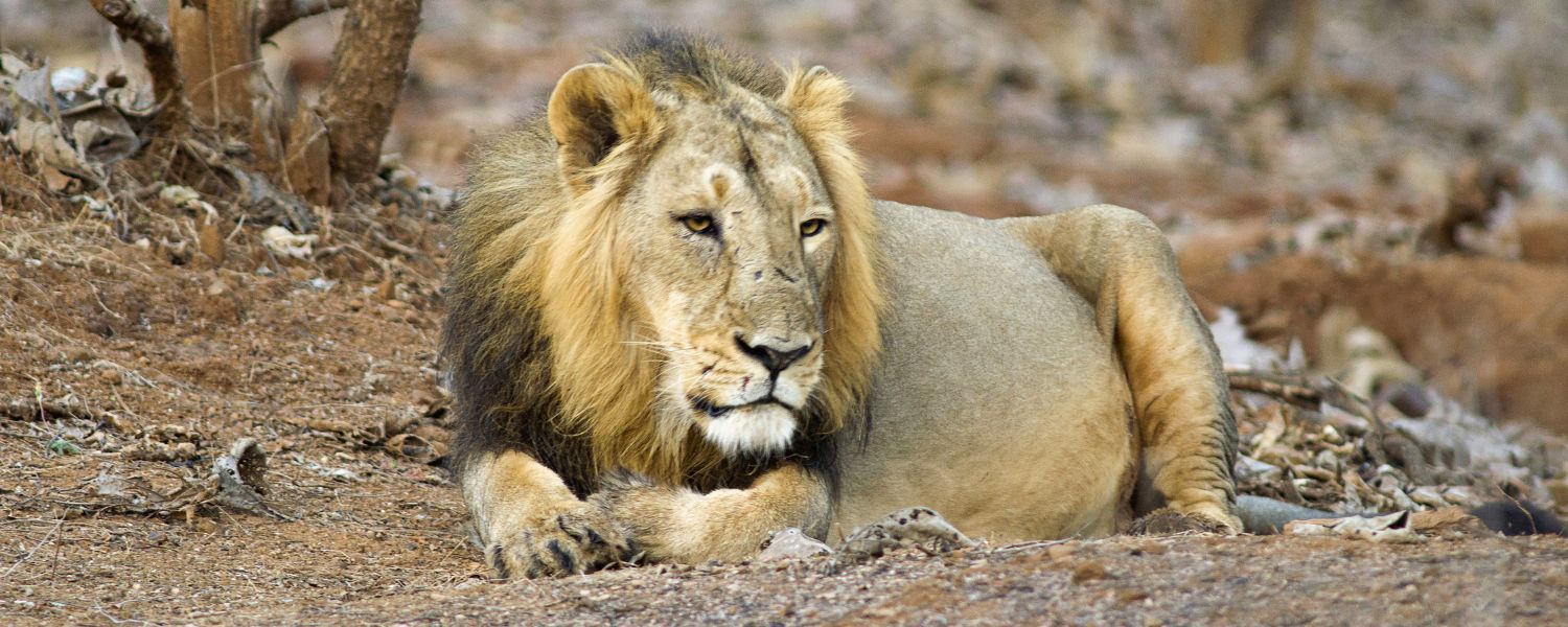 The Gir Forest National Park in Gujarat