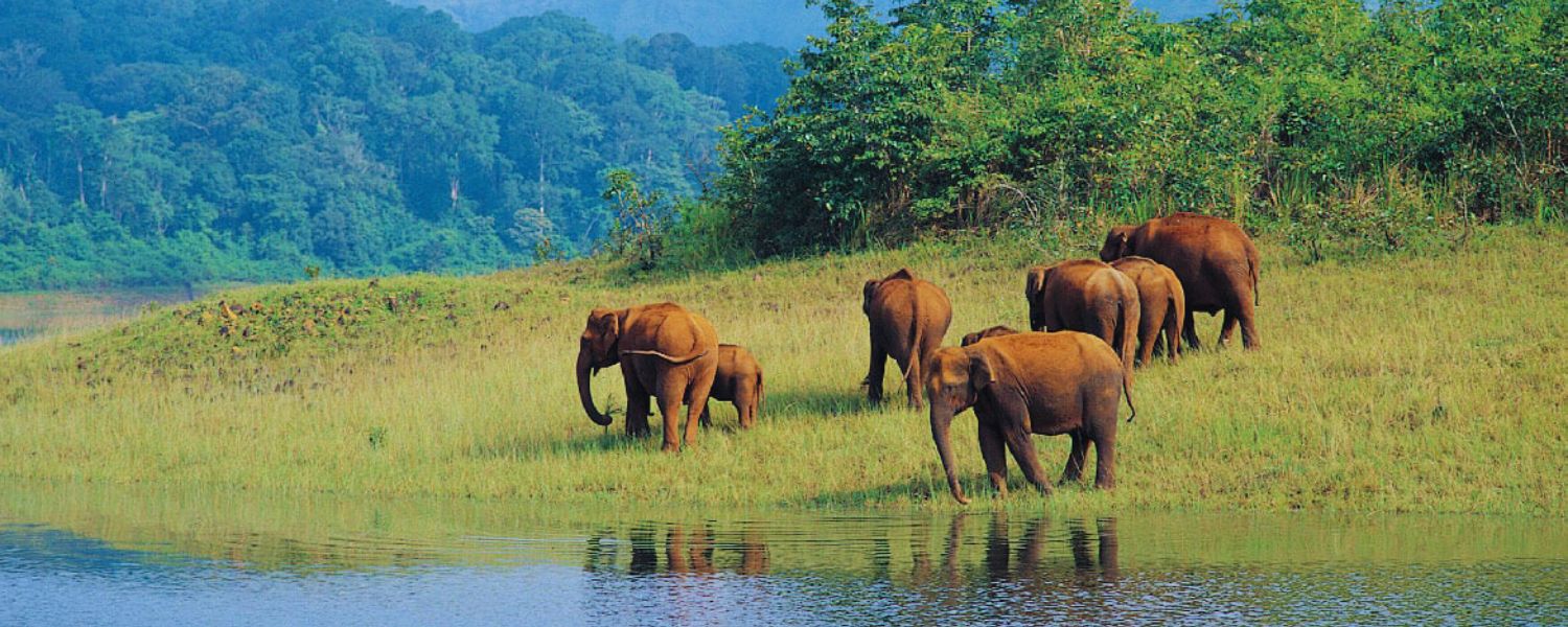Periyar National Park, Kerala South India 