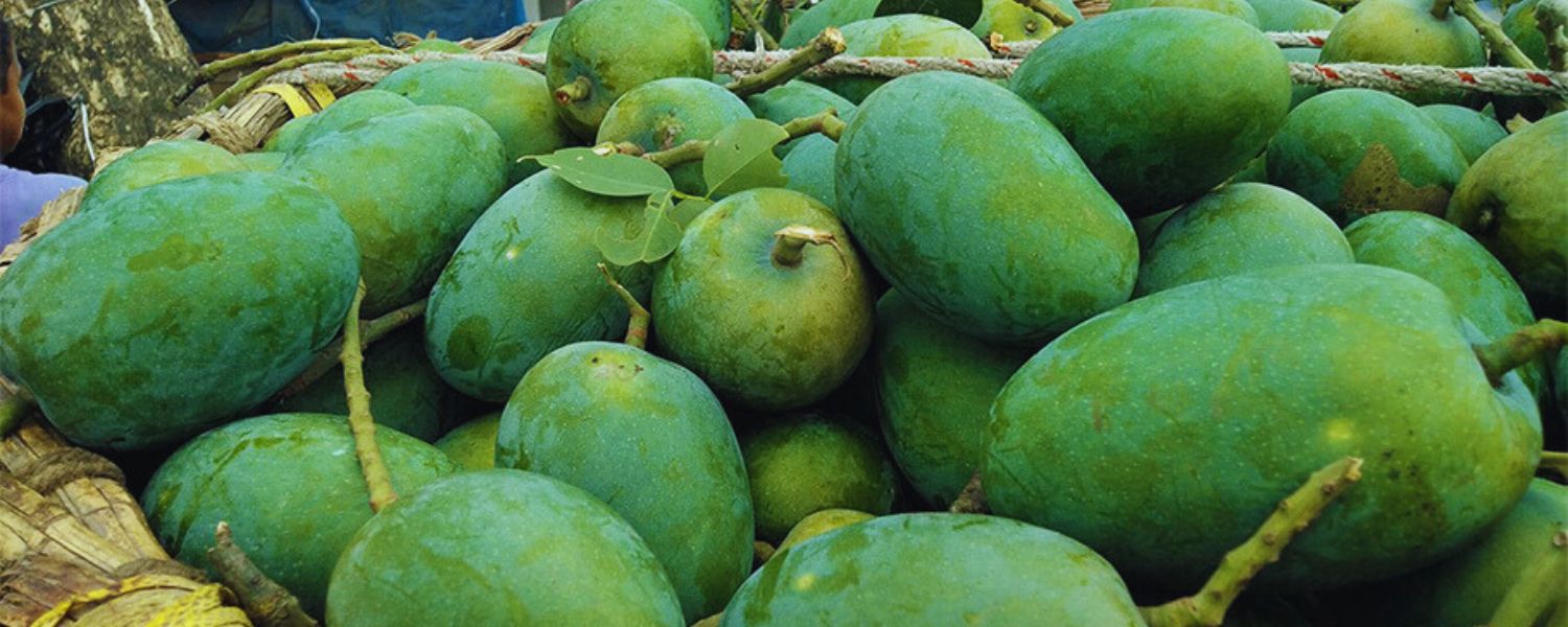 Suvarnarekha, Varieties of Mangoes