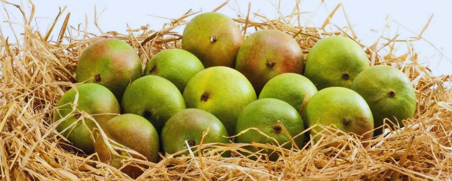 Raspuri, Varieties of Mangoes