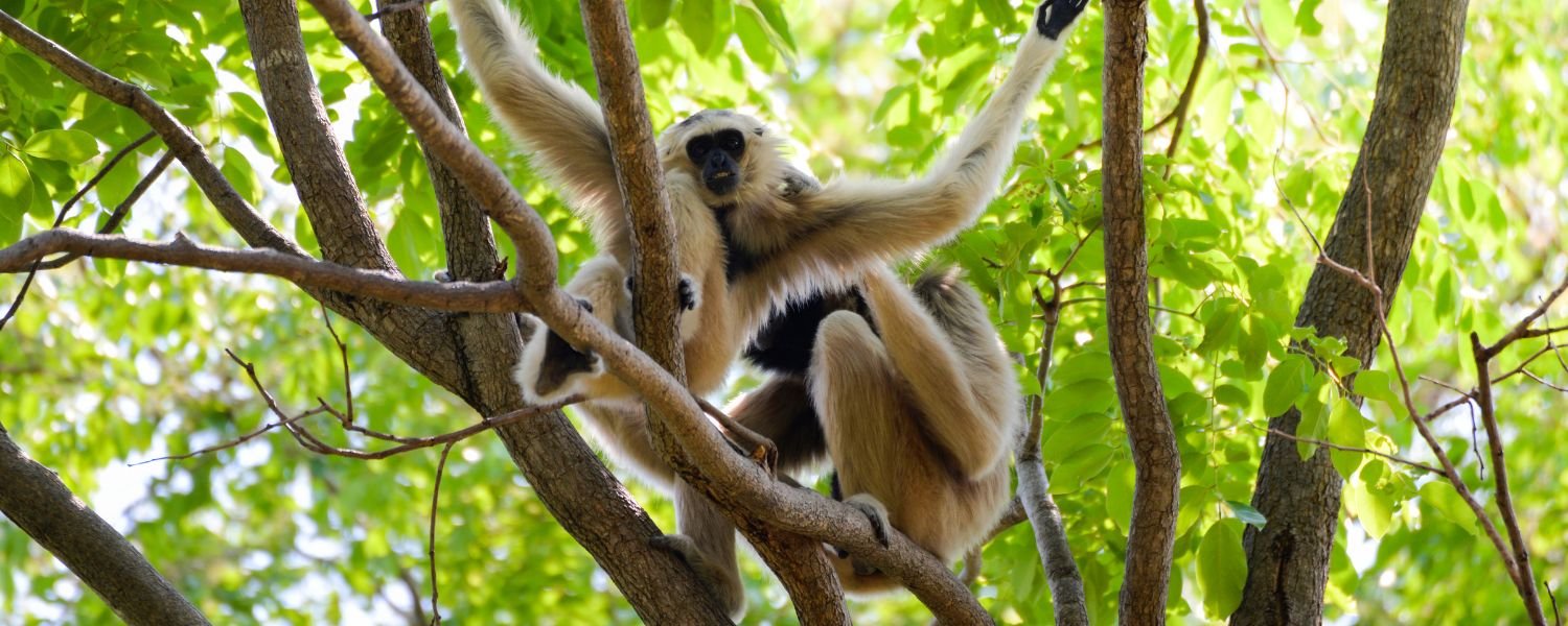 Hoolock gibbon