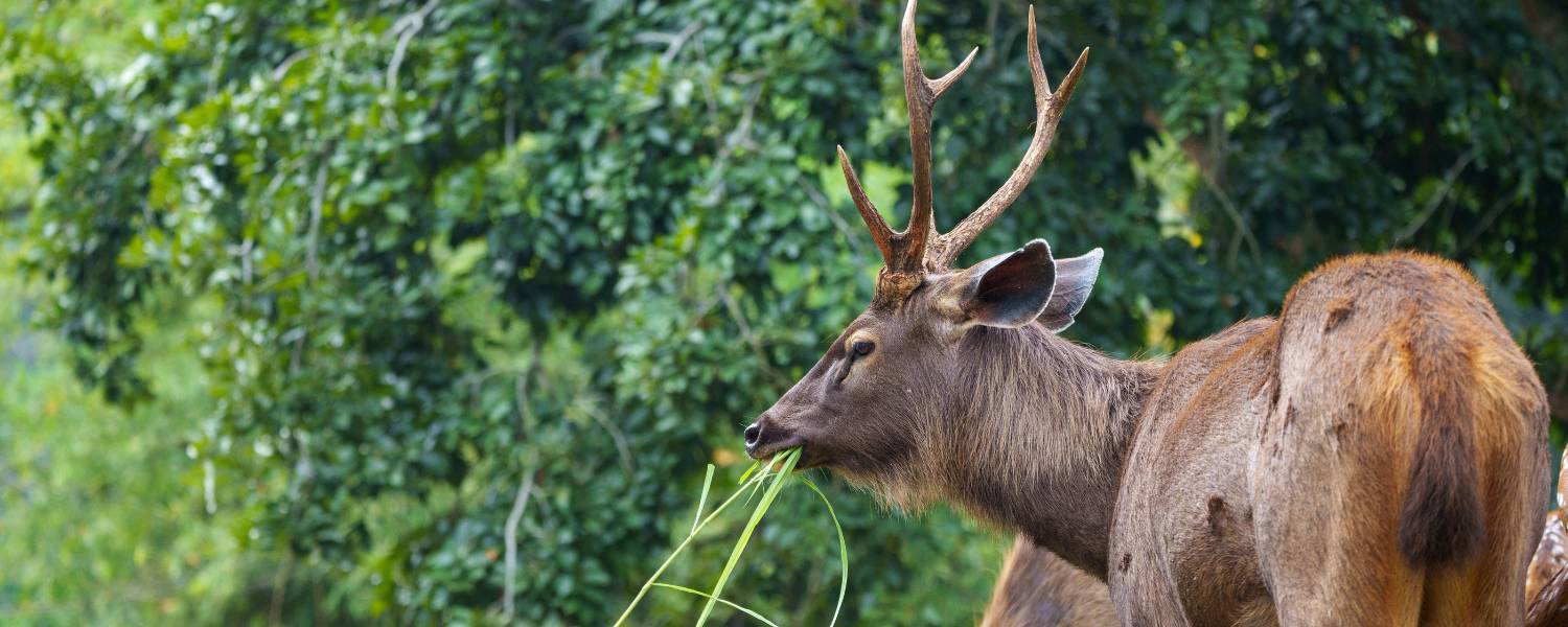 Bannerghatta Biological Park, Karnataka Wildlife Amidst Urbanity
