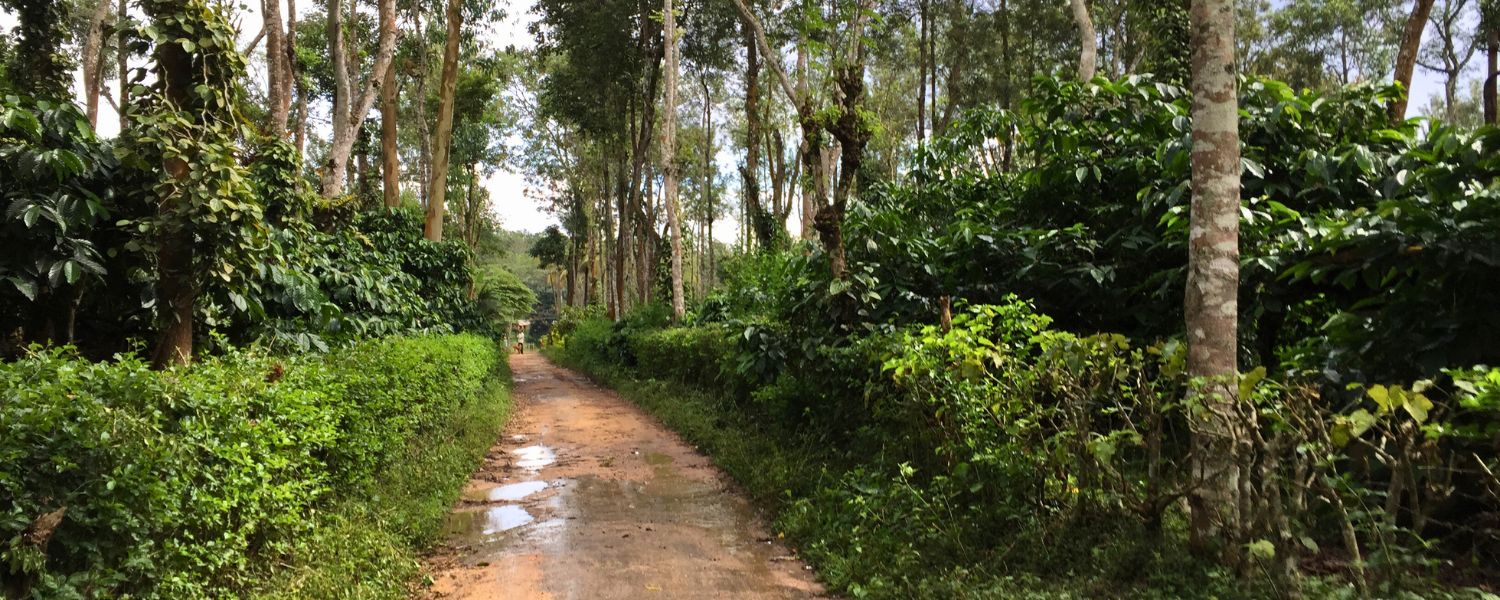 Beyond Coffee – Exploring Coorg's Diverse Flora and Fauna