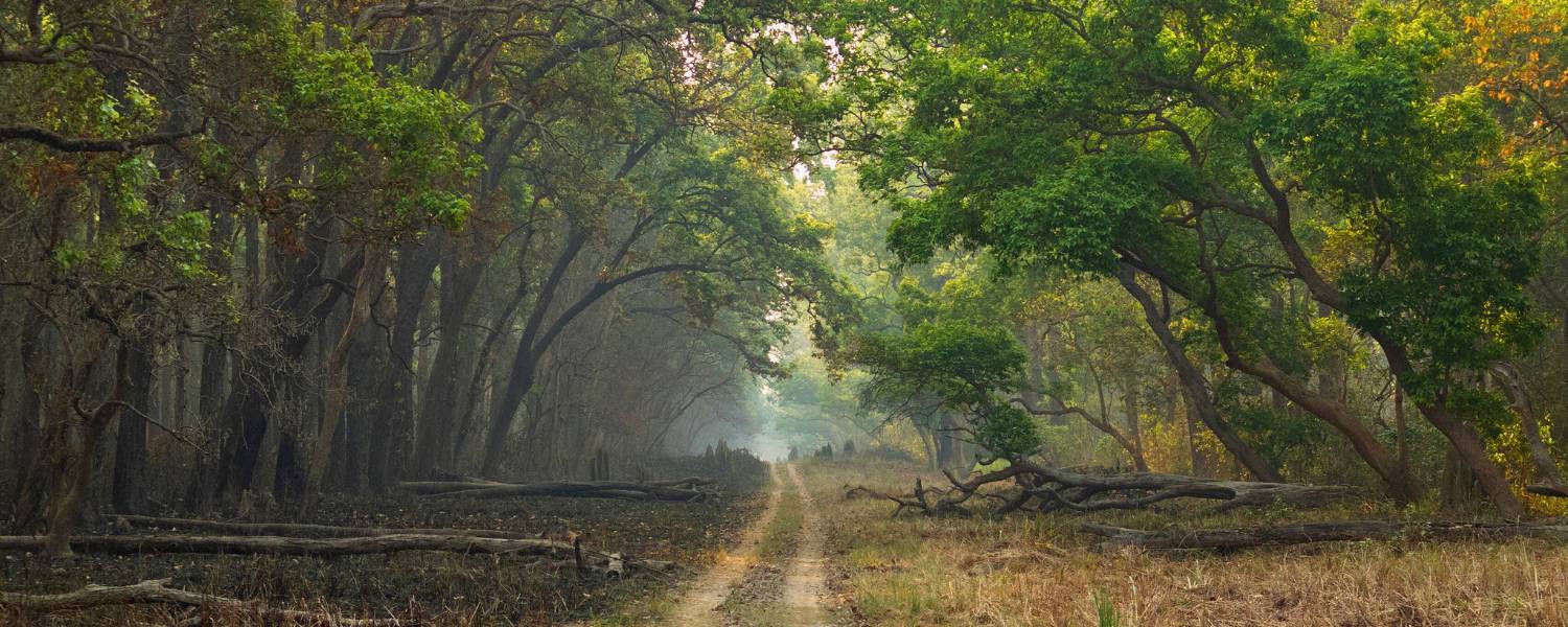 Dudhwa National Park, Uttar Pradesh Terai Tiger Territory