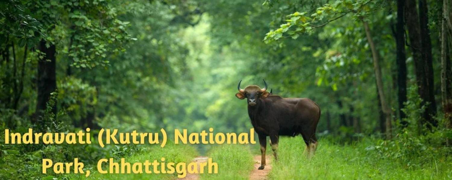 Indravati National Park, Chhattisgarh Wilderness in Central India