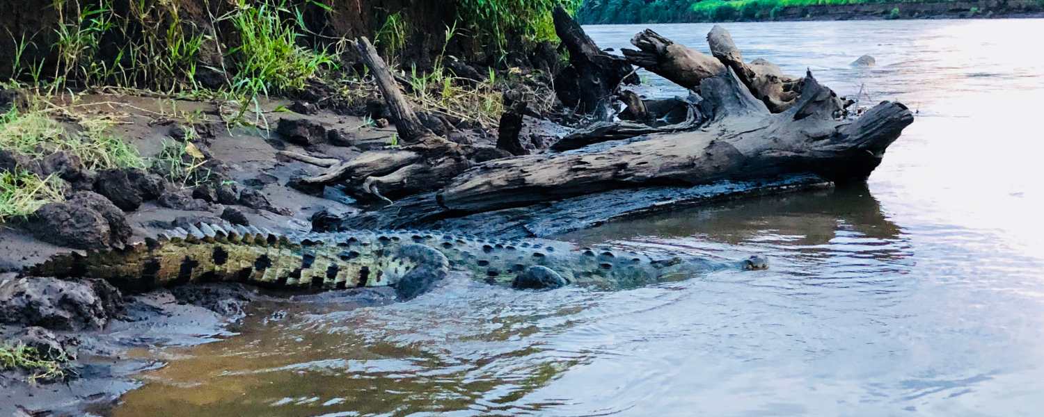 Crocodile Bank: Reptilian Wonders