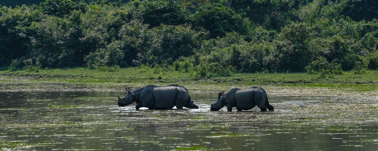 Kaziranga National Park, Assam Rhinos on the Brahmaputra Plain