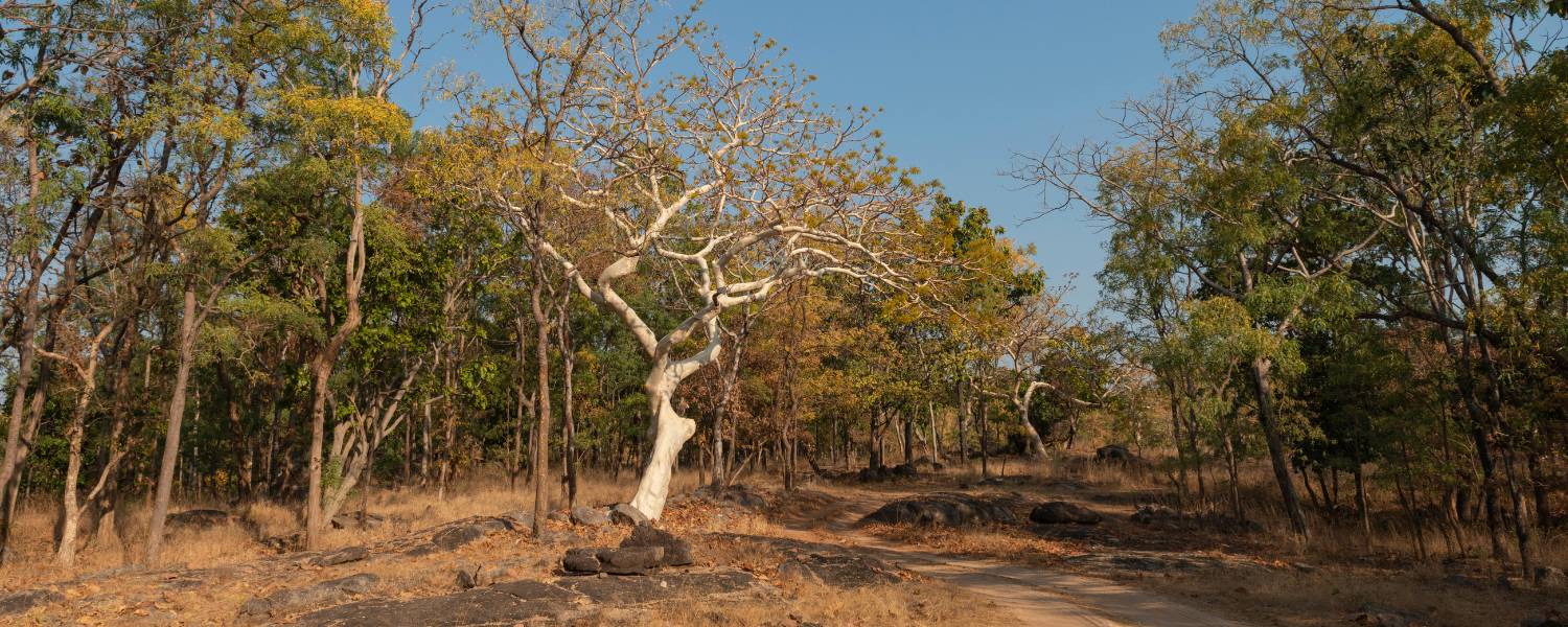 Pench National Park, Madhya Pradesh The Jungle Book Inspiration