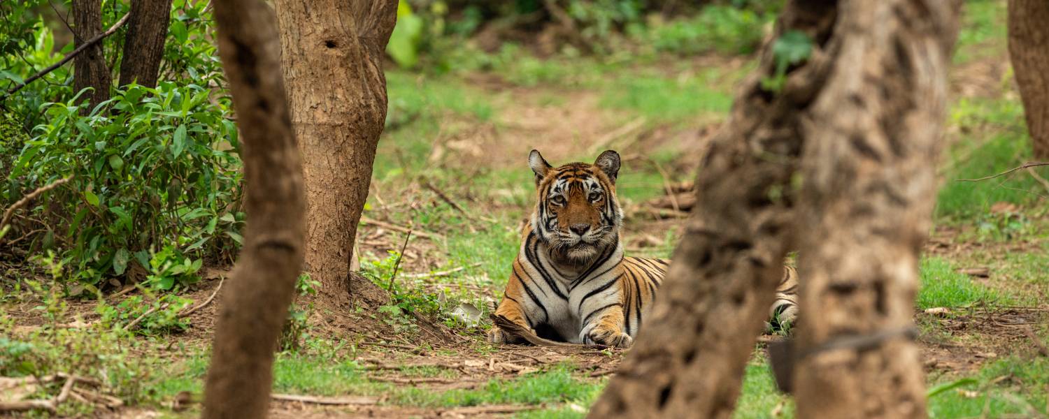 Sariska Tiger Reserve, Rajasthan A Royal Rendezvous