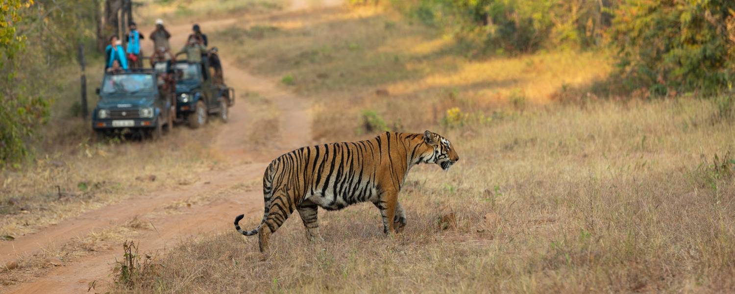 Tadoba Andhari Tiger Reserve, Maharashtra Jewel of Vidarbha