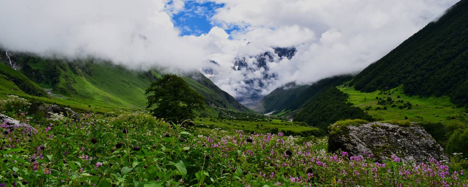Valley of Flowers National Park, Uttarakhand Floral Extravaganza
