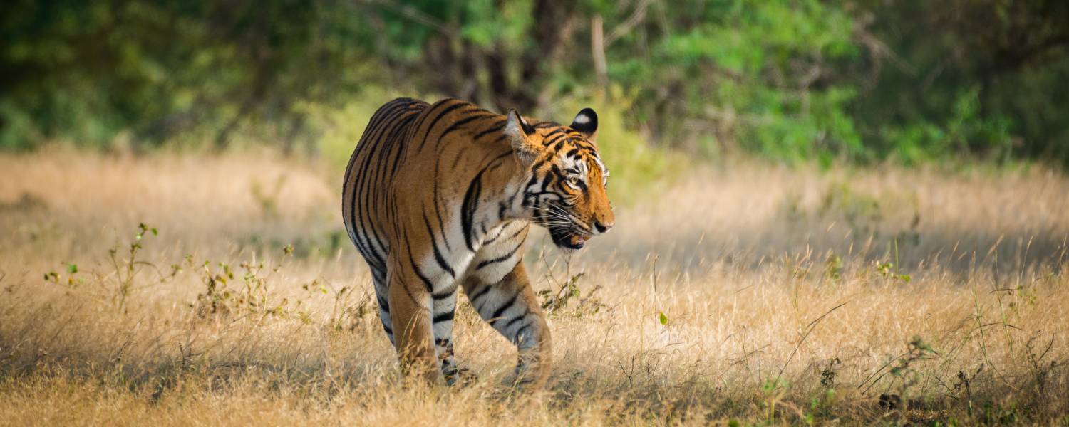 Jim Corbett National Park, Uttarakhand: Where the Tigers Roam