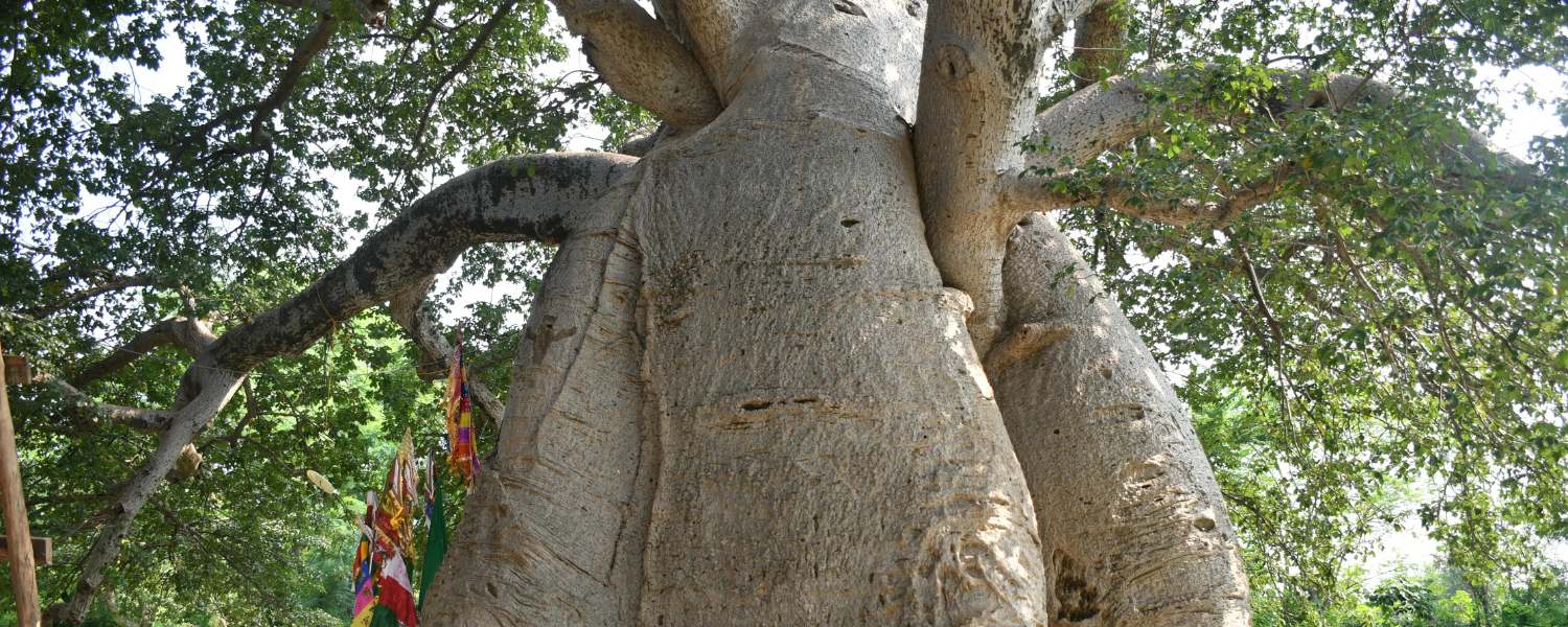 Vadodara, Sindhrot check dam, Baobab giant tree