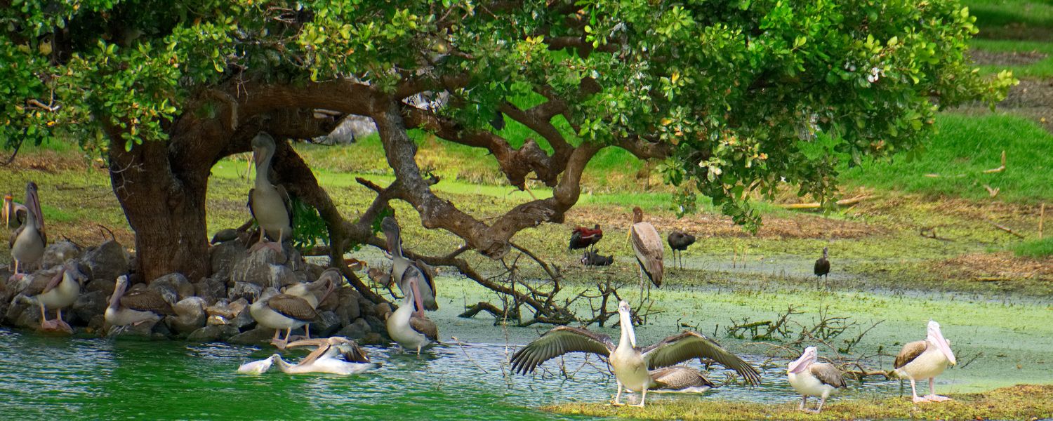 Bird Sanctuary Noida 