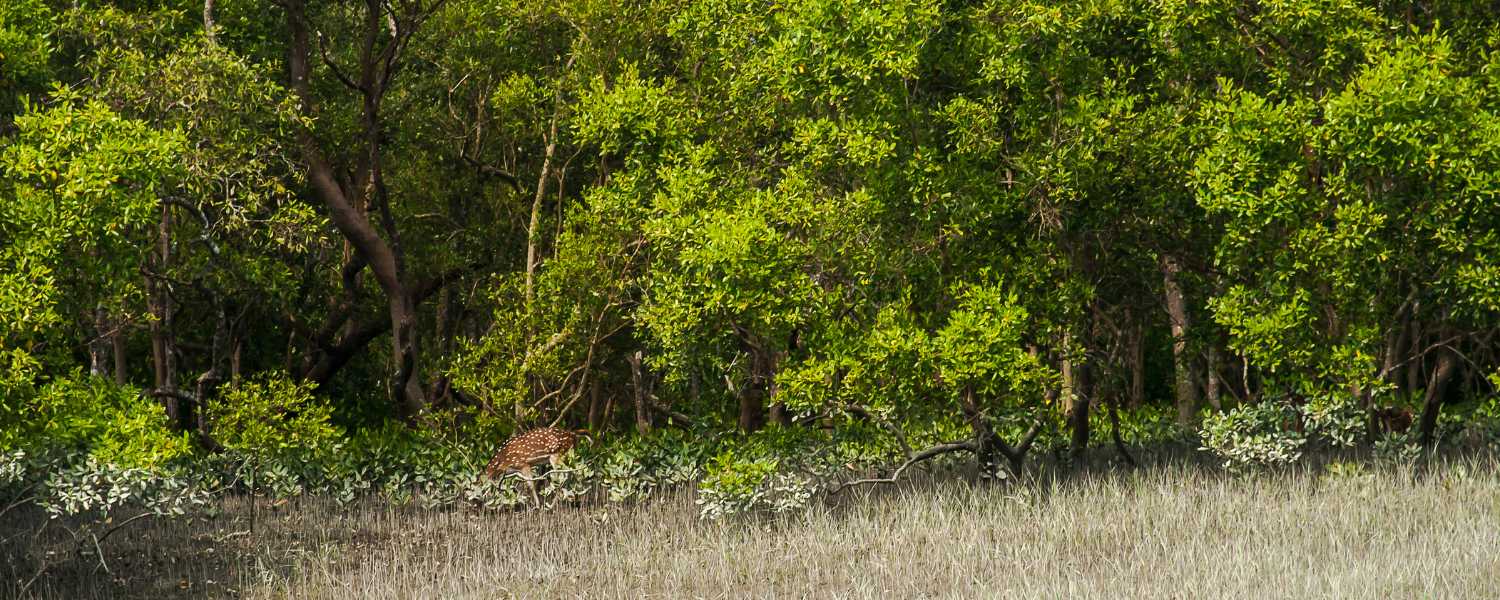 sundarbans national park is famous for which animal, sundarbans national park photos, sundarban national park is famous for, sundarbans national park location
