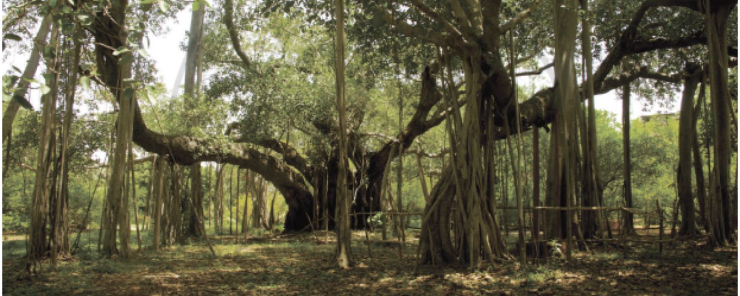 Oldest Trees in India, 5,000 years old tree in india, oldest peepal tree in india, oldest banyan tree in kolkata, oldest banyan tree in india,