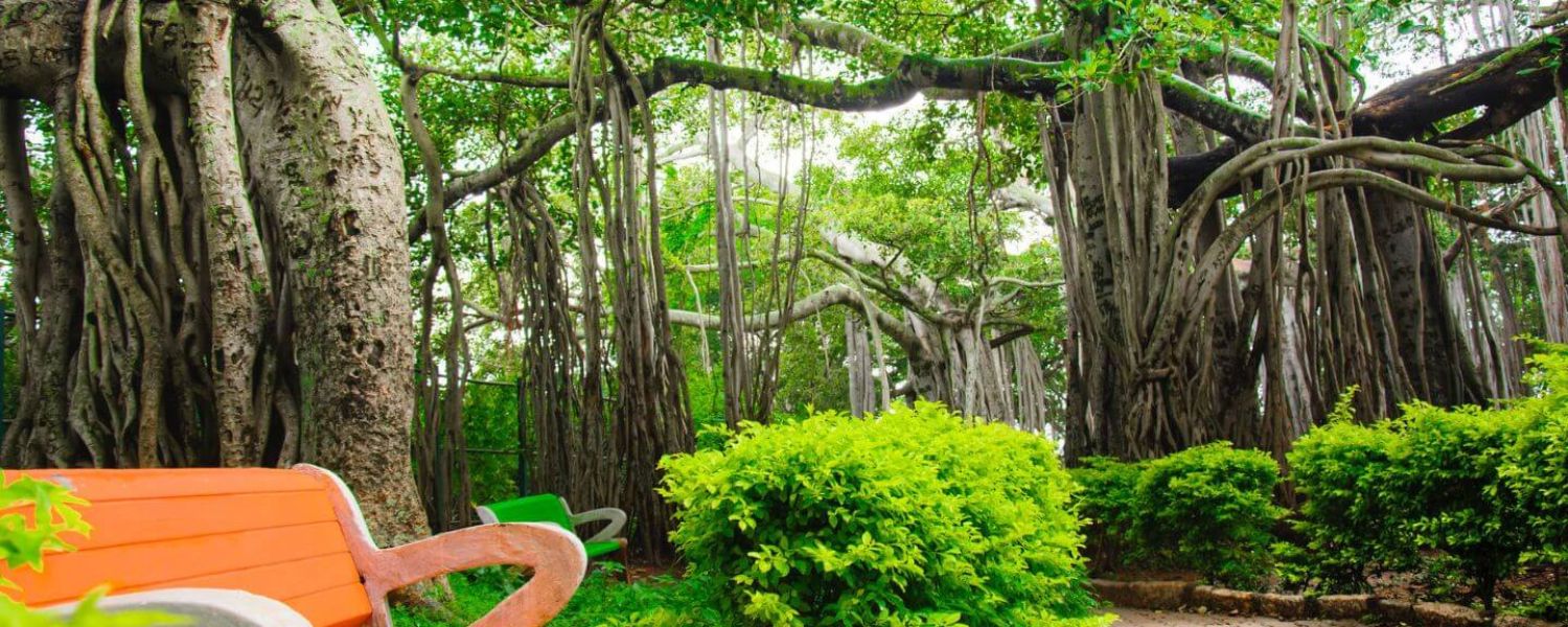 Oldest Trees in India, 5,000 years old tree in india, oldest peepal tree in india, oldest banyan tree in kolkata, oldest banyan tree in india,