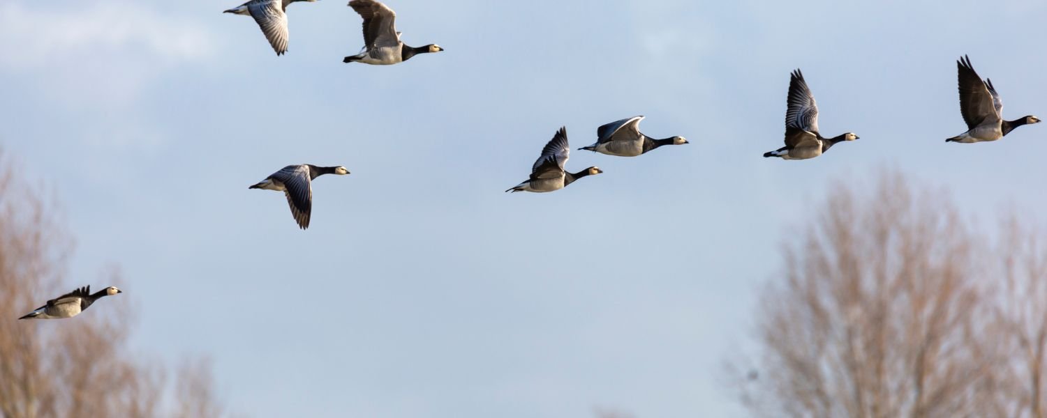 Birdwatching and Wildlife Viewing, Macchial Lake