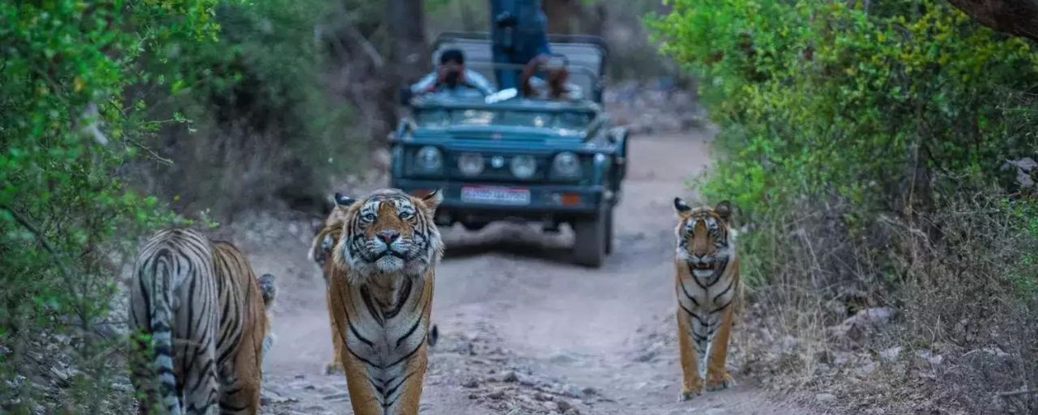 jim corbett wikipedia, jim corbett resorts, jim corbett safari booking, jim corbett hotels, jim corbett official website, jim corbett national park new name, delhi to jim corbett, jim corbett national park ticket price