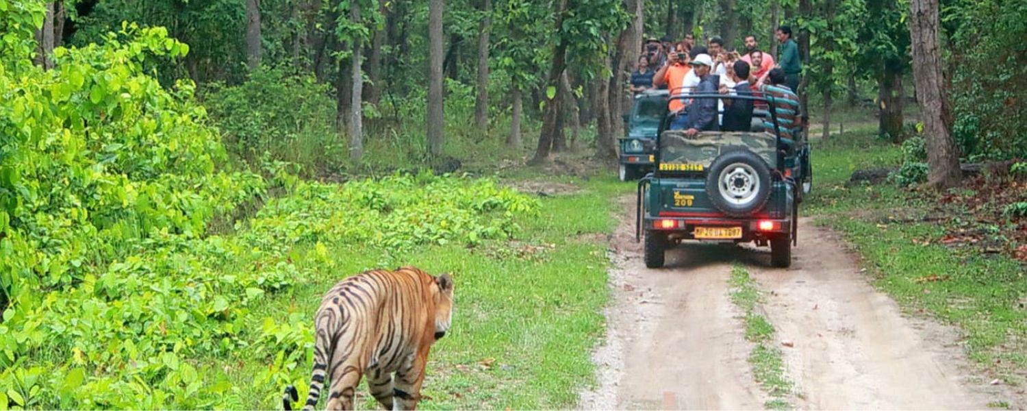 Bandipur National Park Safari Package, Bandipur National Park Safari booking, Bandipur National Park resorts, Bandipur National Park photos, bandipur tiger reserve, Bandipur National Park timings, Bandipur National Park stay, 