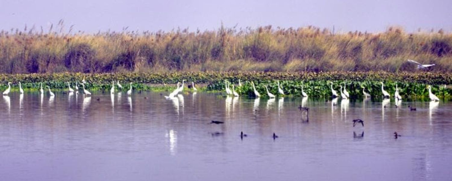 harike wetland in which district, harike wetland in which district, Harike wetland ticket price, Harike wetland timings, harike wildlife sanctuary located in, harike barrage is in which state, best time to visit harike bird sanctuary, harike wetland distance from amritsar, 