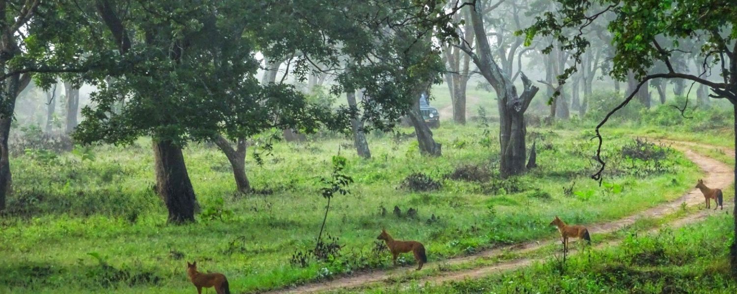 Bandipur National Park Safari Package, Bandipur National Park Safari booking, Bandipur National Park resorts, Bandipur National Park photos, bandipur tiger reserve, Bandipur National Park timings, Bandipur National Park stay, 