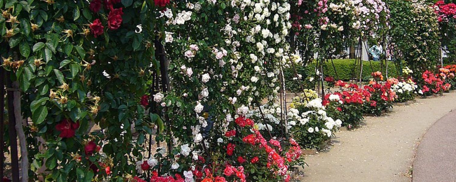 rose garden homestay Munnar, Rose Garden Munnar ticket price, rose garden Munnar to Mattupetty dam distance, rose garden Munnar timings, echo point Munnar, tea garden Munnar, 