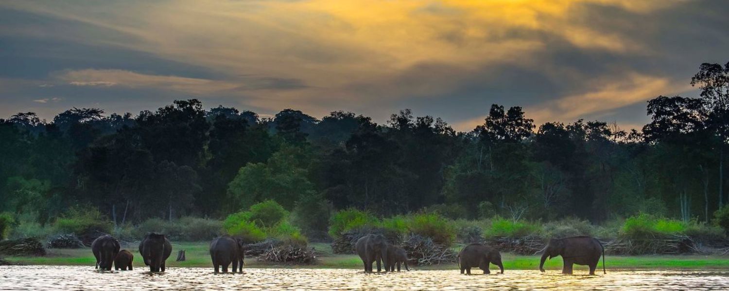 Nagarhole National Park Safari, Nagarhole National Park is located in which district, Nagarhole National Park Jeep safari cost, Nagarhole National Park is famous for which animal, 