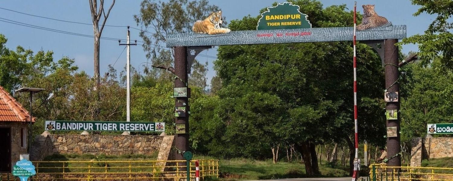 Bandipur National Park Safari Package, Bandipur National Park Safari booking, Bandipur National Park resorts, Bandipur National Park photos, bandipur tiger reserve, Bandipur National Park timings, Bandipur National Park stay, 