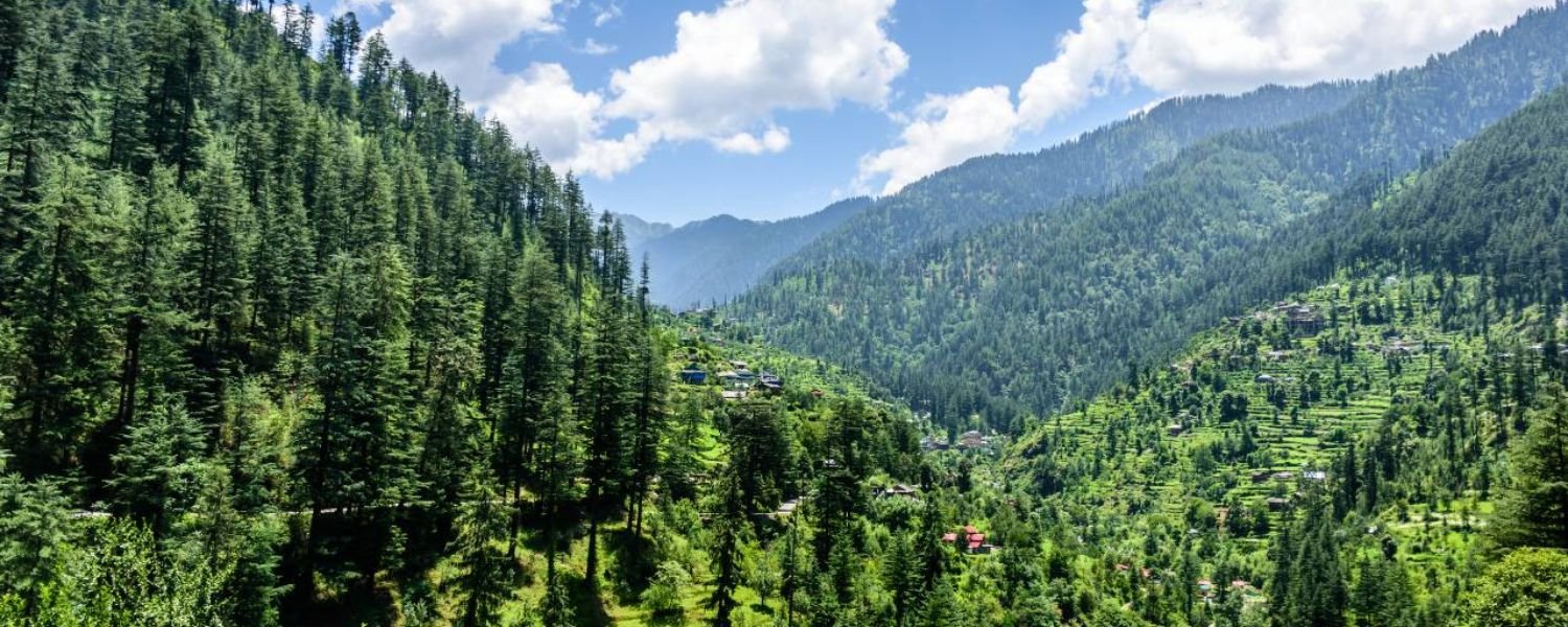 The Pine Forest, KheerGanga trek