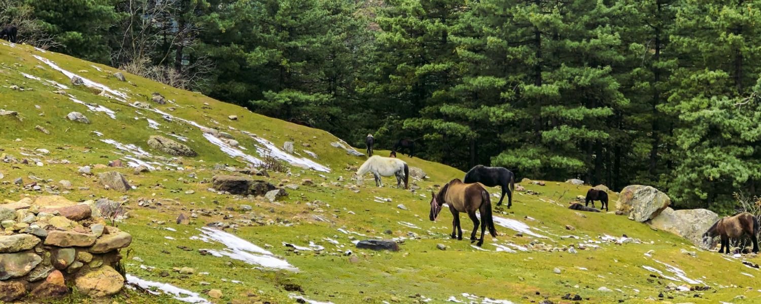 KheerGanga trek