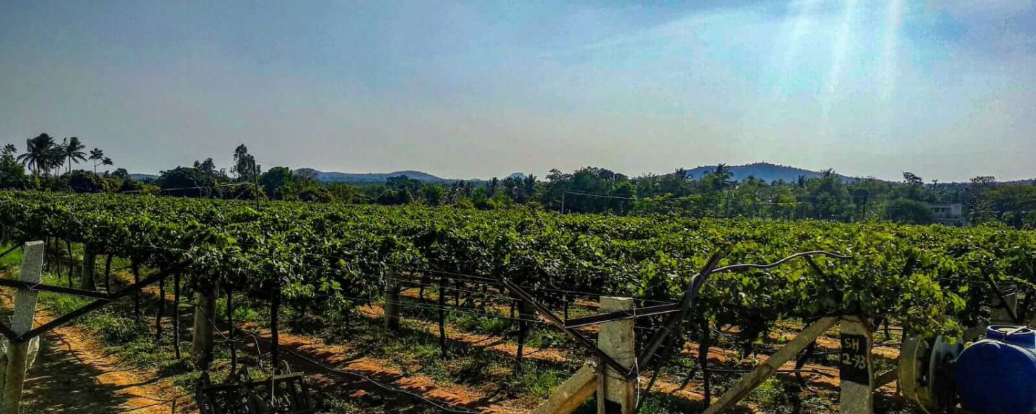 best vineyards in Bangalore, Sula vineyards in Bangalore, vineyards in Bangalore with stay, top vineyards in Bangalore,