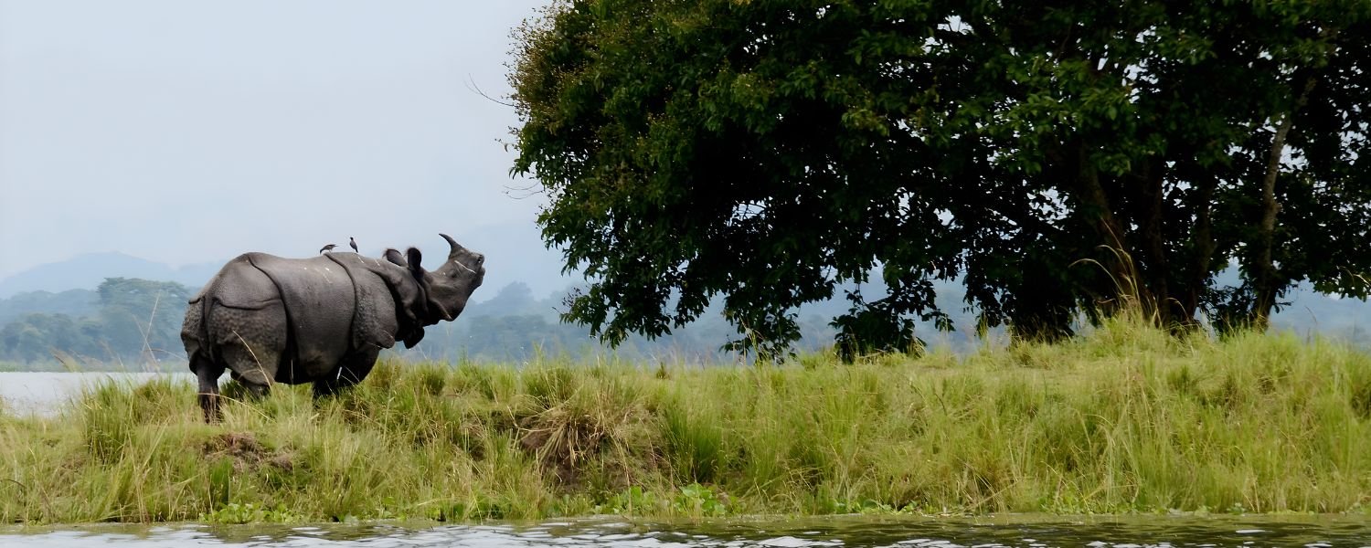 Kaziranga National Park, Golaghat and Nagaon Districts