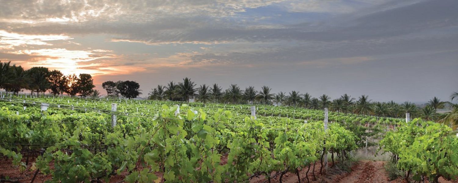 best vineyards in Bangalore, Sula vineyards in Bangalore, vineyards in Bangalore with stay, top vineyards in Bangalore,