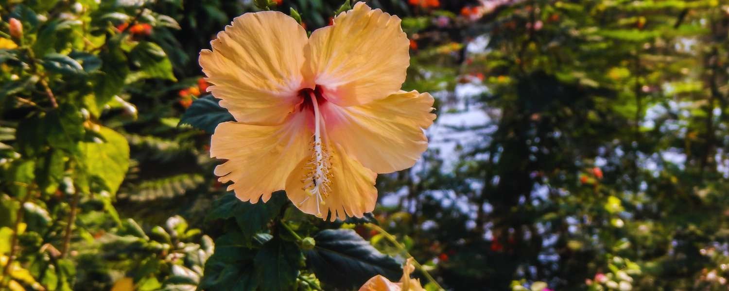 Flora in india, Pachmarhi Biosphere Reserve, Biosphere reserve in india