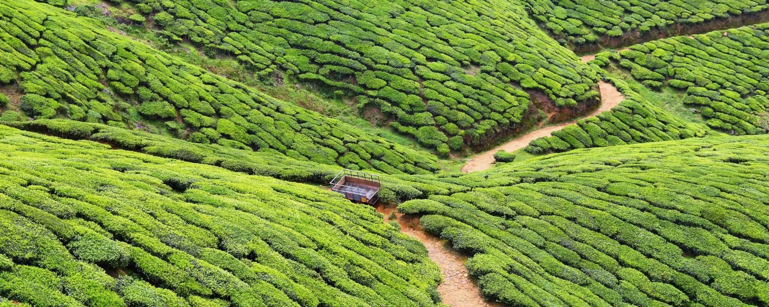 top places to visit in Munnar,
top 29 places to visit in Munnar,
best places to visit in Munnar with family,
tourist places to visit in Munnar,
places to visit in Munnar at night,