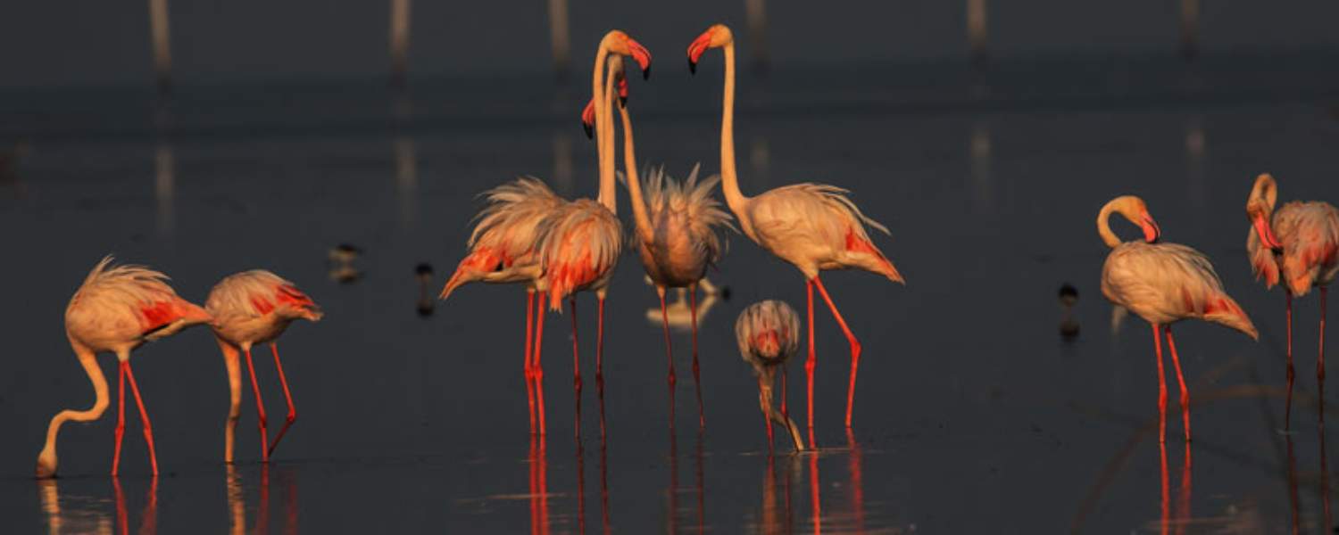 Nalbana Bird Sanctuary