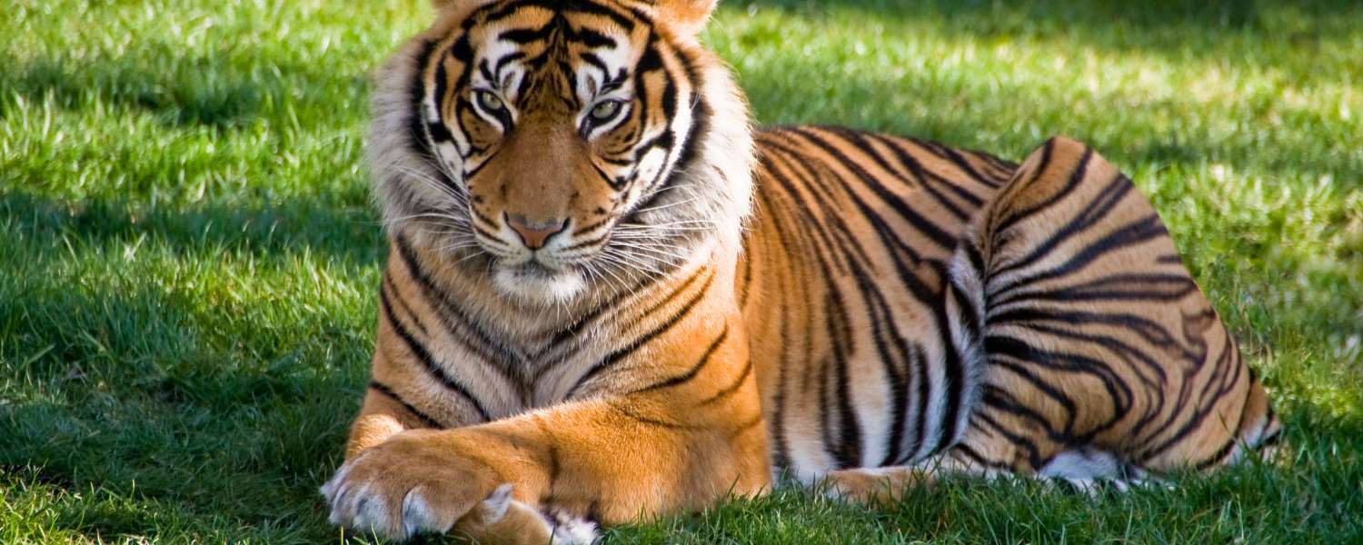 tiger, Pachmarhi Biosphere Reserve, tiger in india, indian tiger