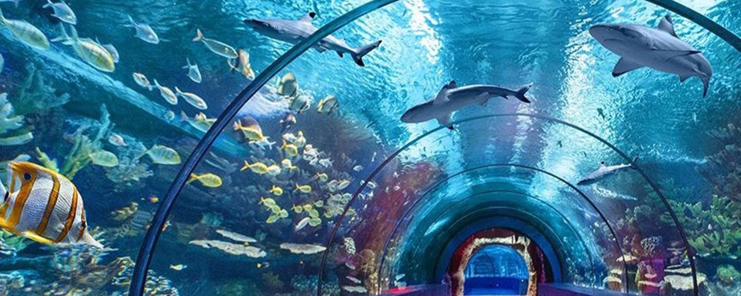 underwater aquarium in Delhi ticket price,
underwater aquarium in Delhi Timings,
underwater aquarium in Delhi Rohini,
Best underwater aquarium in Delhi,
