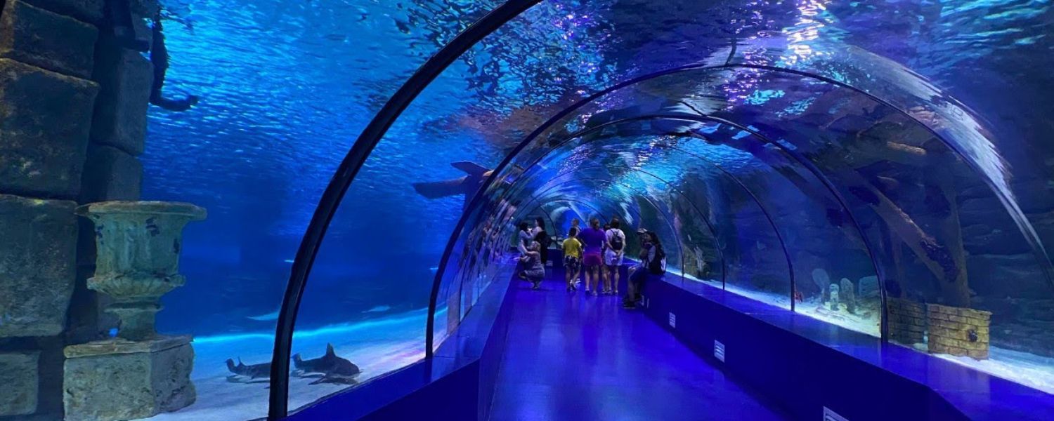 underwater aquarium in Delhi ticket price,
underwater aquarium in Delhi Timings,
underwater aquarium in Delhi Rohini,
Best underwater aquarium in Delhi,
