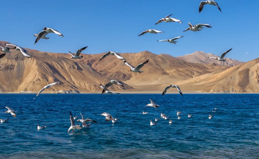 Bird Watching at Pangong Lake