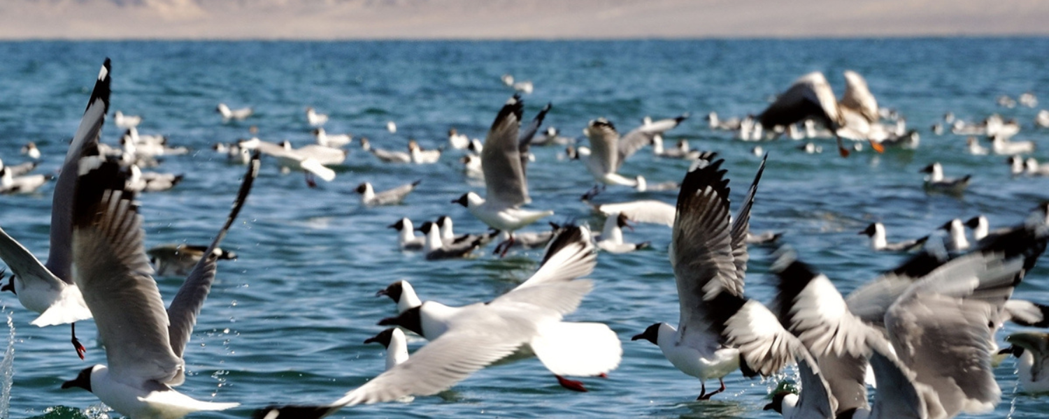 Bird Watching at Pangong Tso