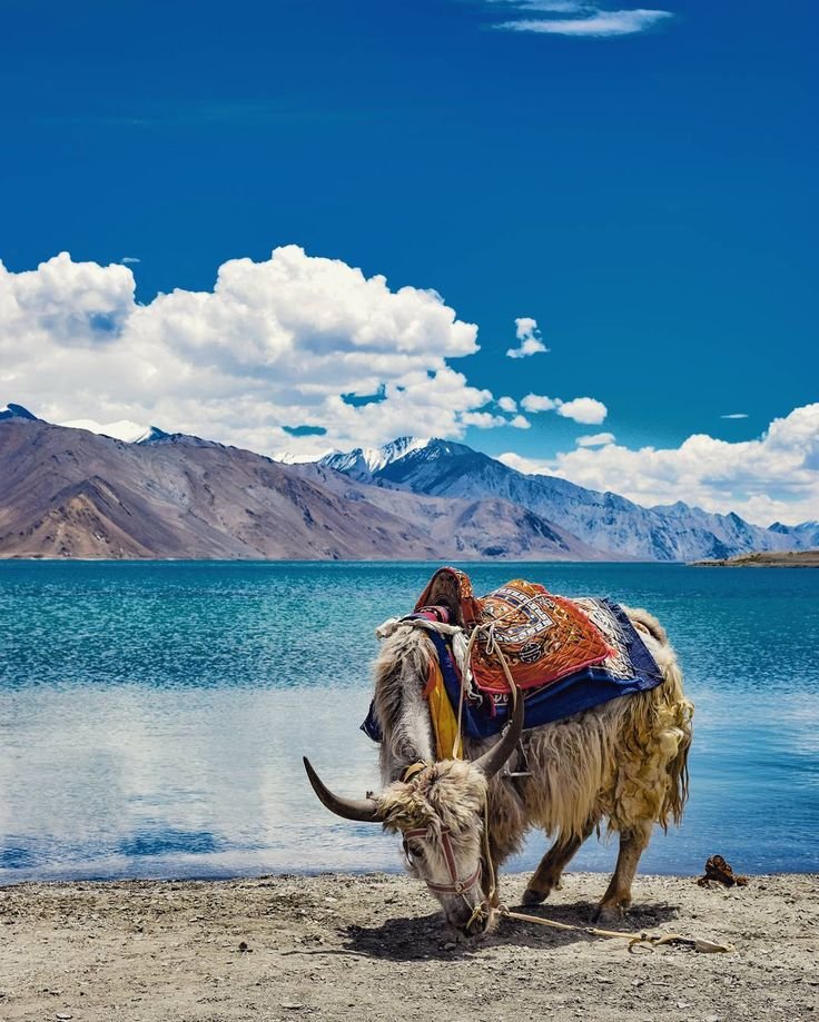 Animals in the pangong lake region of ladakh  