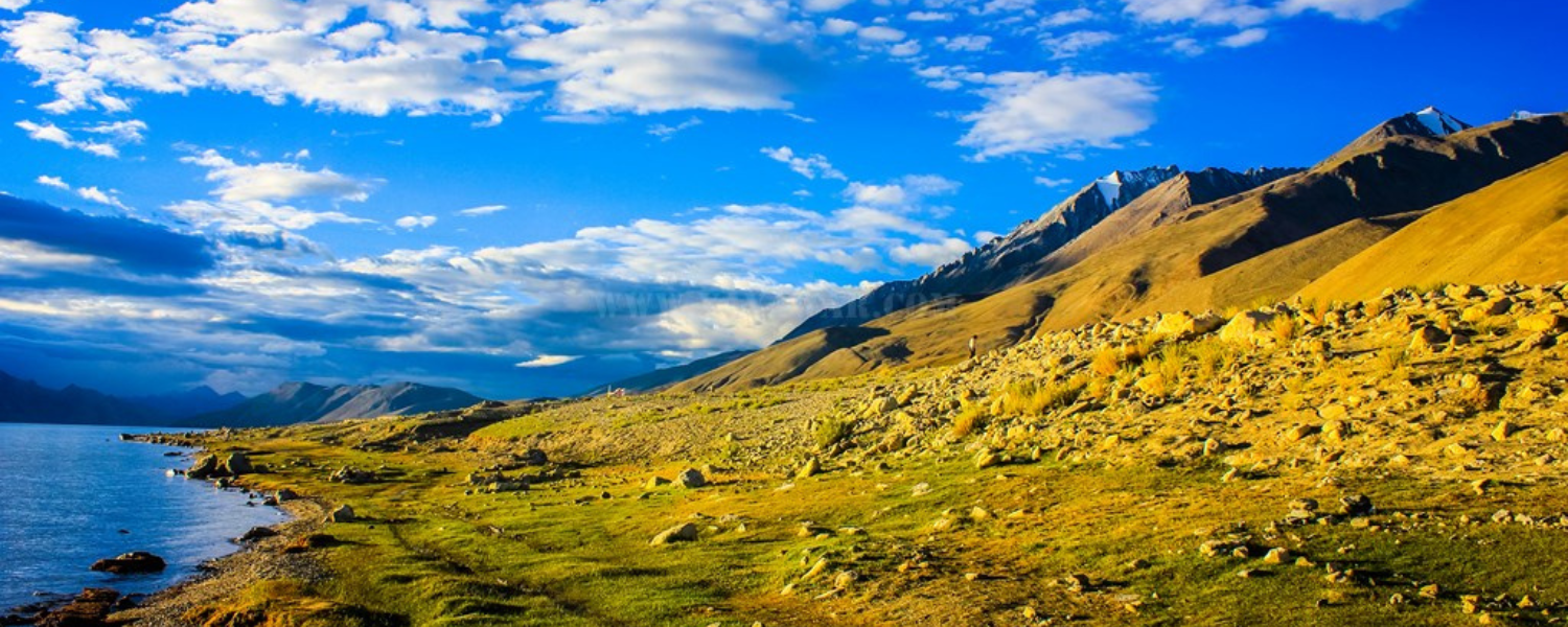 Flora and Fauna Around Pangong Lake