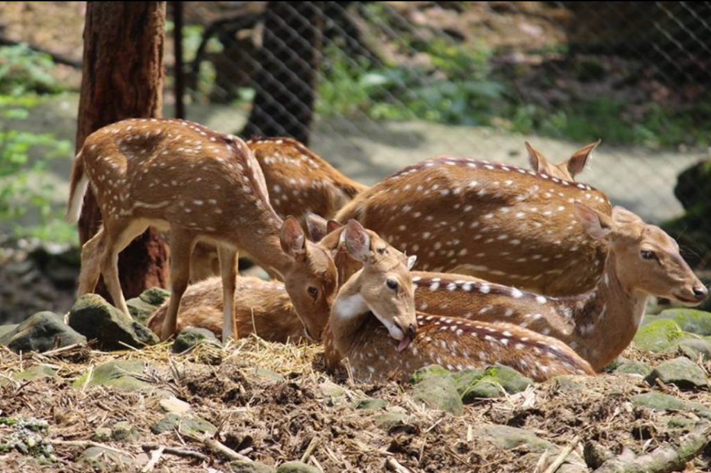 A Beginner’s Guide to Navigating Dehradun Zoo