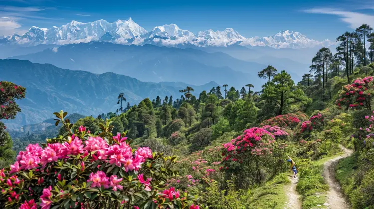 The Ultimate Sandakphu Trekking Guide Discover the Majestic Views and Thrilling Adventure