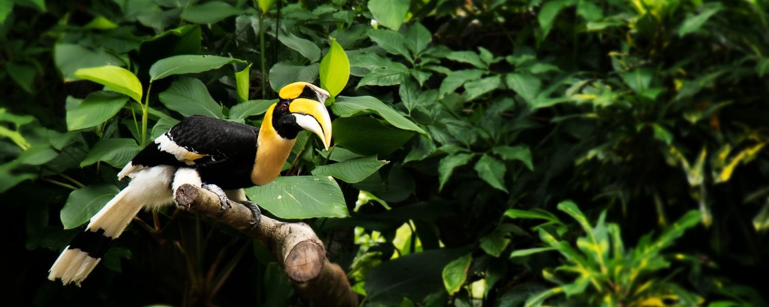 Birdwatching in Periyar