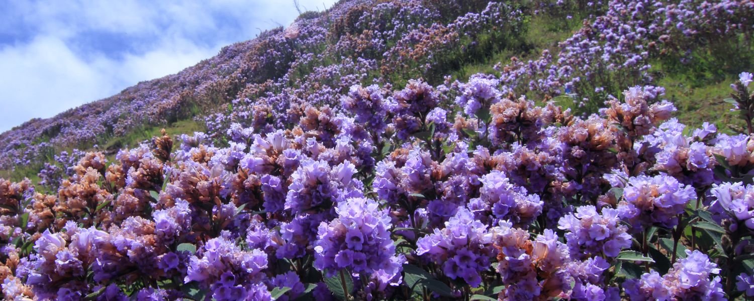 Eravikulam National Park